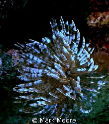 Alice in Wonderland reef, Curacao by Mark Moore 